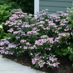 Tiny Tuff Stuff™ Mountain Hydrangea - Proven Winners - 4" Pot