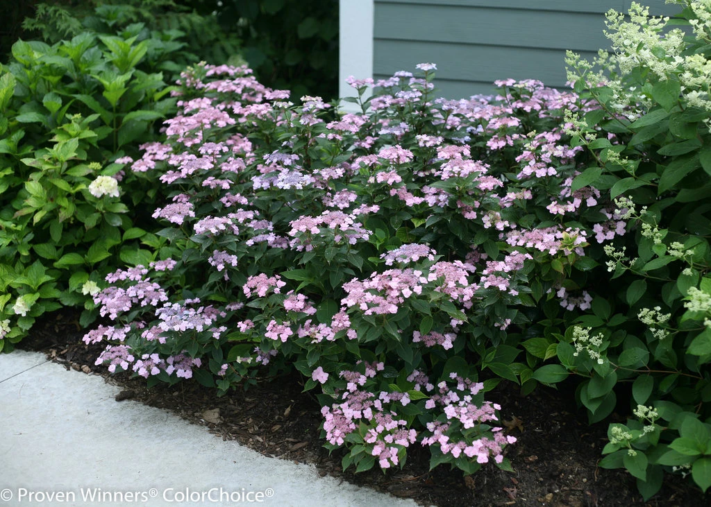 Tiny Tuff Stuff™ Mountain Hydrangea - Proven Winners - 4" Pot 1 Tiny Tuff Stuff™ Mountain Hydrangea - Proven Winners - 4" Pot
