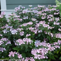 Tiny Tuff Stuff™ Mountain Hydrangea - Proven Winners - 4" Pot 6 Tiny Tuff Stuff™ Mountain Hydrangea - Proven Winners - 4" Pot -Outlet Buds Grow Store tiny tuff stuff hydrangea 2598 87830.1615344613