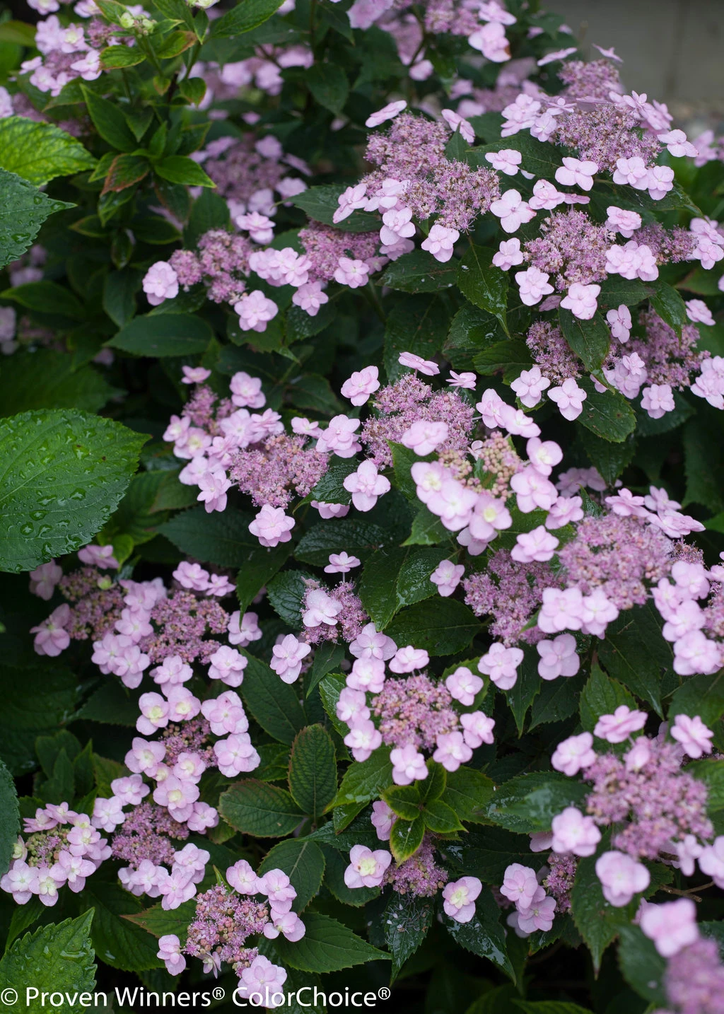 Tiny Tuff Stuff™ Mountain Hydrangea - Proven Winners - 4" Pot 2 Tiny Tuff Stuff™ Mountain Hydrangea - Proven Winners - 4" Pot - Image 2
