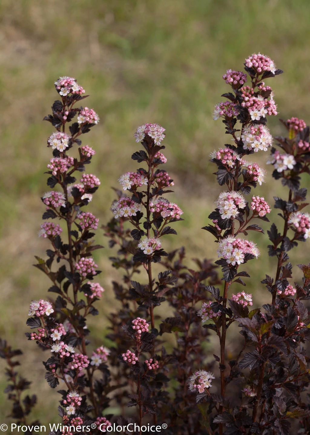 TINY WINE® Ninebark Perennial Shrub - Physocarpus - Proven Winners - 4" Pot 2 TINY WINE® Ninebark Perennial Shrub - Physocarpus - Proven Winners - 4" Pot - Image 2