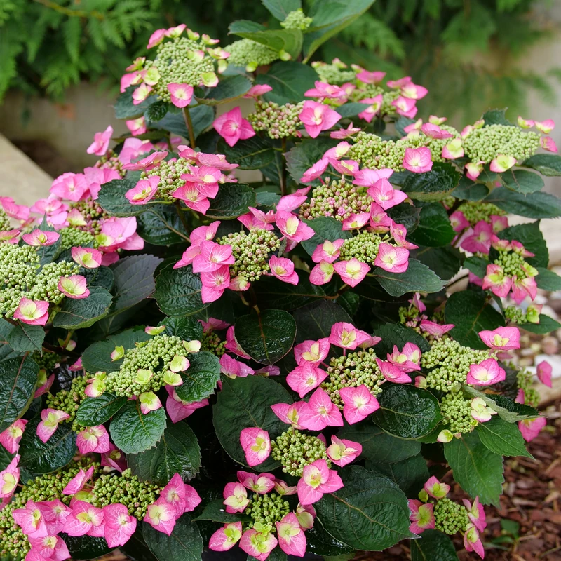 TUFF STUFF TOP FUN™ - Mountain Hydrangea - Hydrangea Serrata - 4" Pot 3 TUFF STUFF TOP FUN™ - Mountain Hydrangea - Hydrangea Serrata - 4" Pot - Image 3