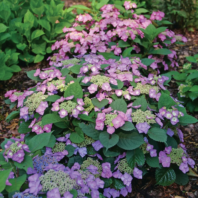 TUFF STUFF TOP FUN™ - Mountain Hydrangea - Hydrangea Serrata - 4" Pot 1 TUFF STUFF TOP FUN™ - Mountain Hydrangea - Hydrangea Serrata - 4" Pot