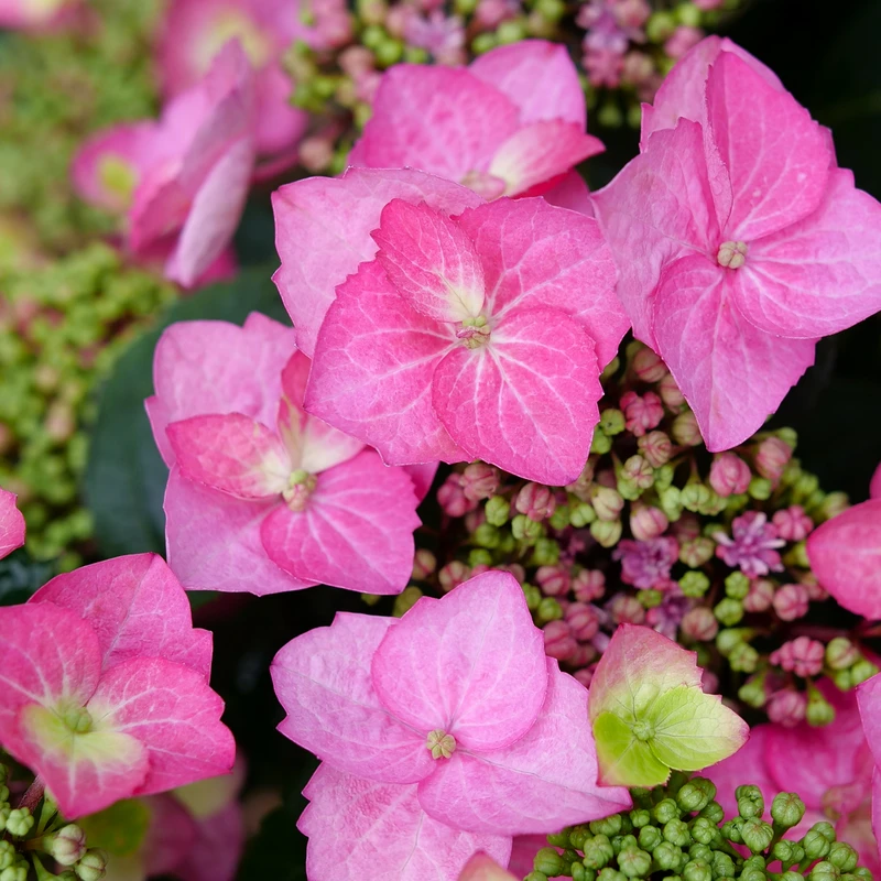 TUFF STUFF TOP FUN™ - Mountain Hydrangea - Hydrangea Serrata - 4" Pot 2 TUFF STUFF TOP FUN™ - Mountain Hydrangea - Hydrangea Serrata - 4" Pot - Image 2