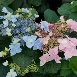 Tuff Stuff™ Ah-Ha Mountain Hydrangea Bush - Rebloomer - 4" Pot - Proven Winners
