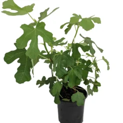 Brown Turkey Edible Fig Plant - Ficus Carica - Sweet - 6" Pot