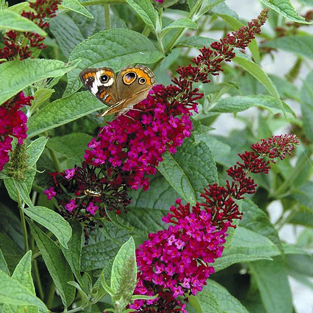 Buddleia X Miss Molly Butterfly Bush - Sangria Red -Proven Winners- 4" Pot 1 Buddleia X Miss Molly Butterfly Bush - Sangria Red -Proven Winners- 4" Pot