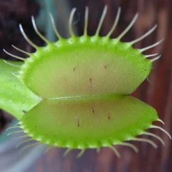 Hirt's Large Venus Flytrap Plant - Dionaea - 3" Clay Pot For Better Growth -Outlet Buds Grow Store venusflytrap1 15552.1605732632