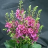 Rosetta Verbascum Phoeniceum Perennial - Quart Pot - Ornamental Mullein
