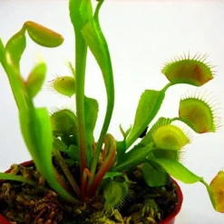 Hirt's Large Venus Flytrap Plant - Dionaea - 3" Clay Pot For Better Growth -Outlet Buds Grow Store vft1 45020.1605732632