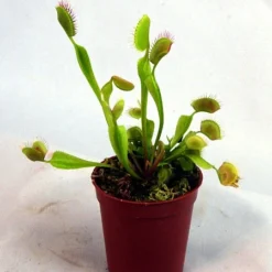 Hirt's Large Venus Flytrap Plant - Dionaea - 3" Clay Pot For Better Growth -Outlet Buds Grow Store vft2 96315.1605732632