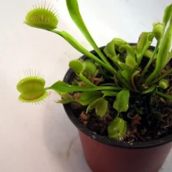 Hirt's Large Venus Flytrap Plant - Dionaea - 3" Clay Pot For Better Growth -Outlet Buds Grow Store vft4 39583.1605732632