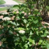 Glitters & Glows® Arrowwood Viburnum Shrub - Proven Winners - 4" Pot