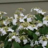 STEADY EDDY® - Viburnum - Doublefile - Proven Winners - 4" Pot