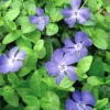 Bowles Myrtle - Periwinkle/Vinca - Hardy Groundcover - Gallon Pot