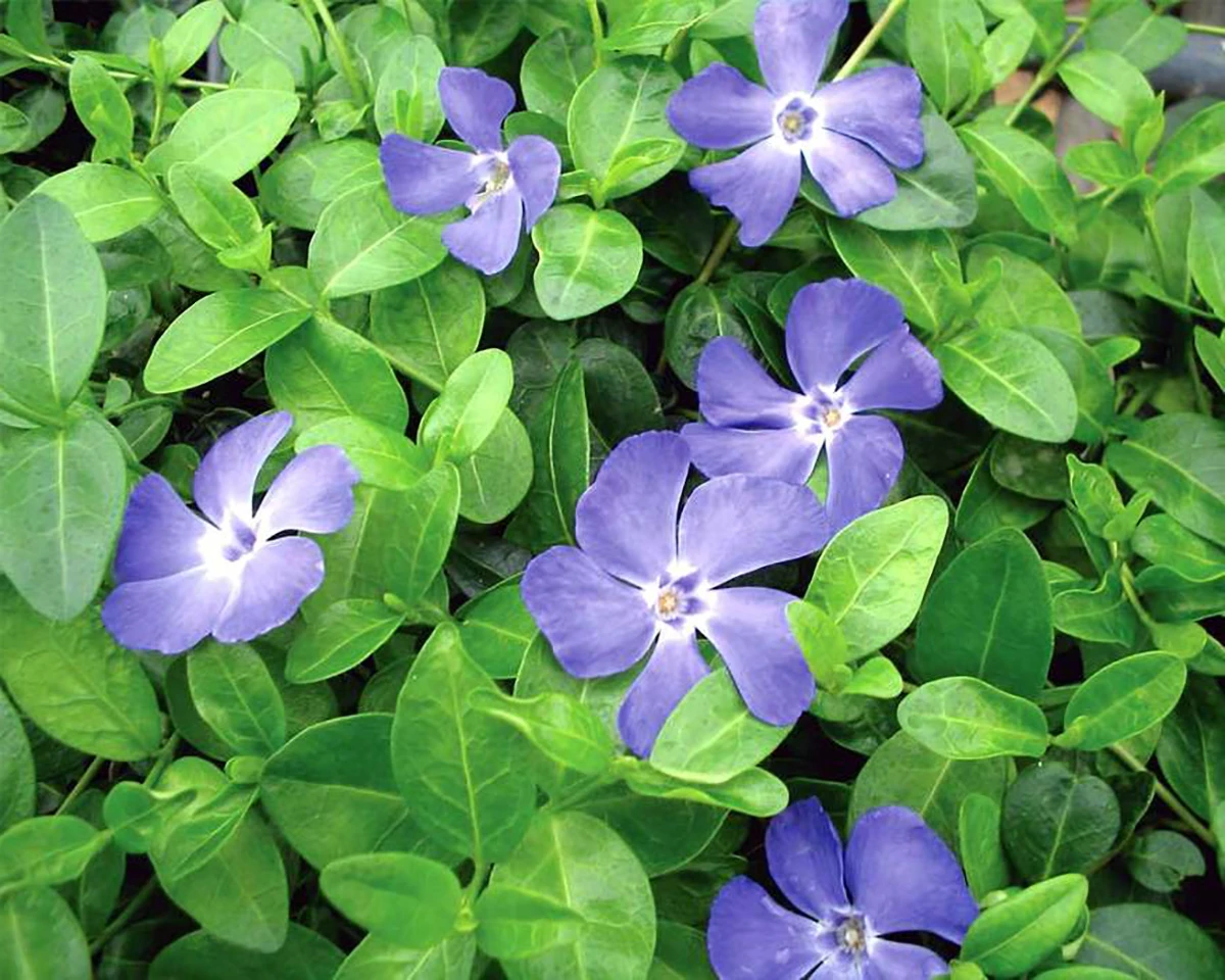 Bowles Myrtle - Periwinkle/Vinca - Hardy Groundcover - Gallon Pot 1 Bowles Myrtle - Periwinkle/Vinca - Hardy Groundcover - Gallon Pot