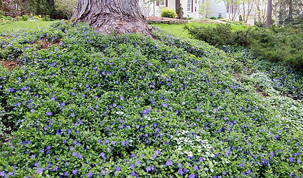 Bowles Myrtle - Periwinkle/Vinca - Hardy Groundcover - Gallon Pot 2 Bowles Myrtle - Periwinkle/Vinca - Hardy Groundcover - Gallon Pot - Image 2