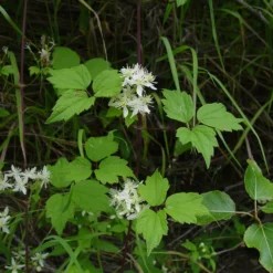 Clematis Virginiana - Fall Blooming Love Vine - 2.5" Pot - Very Hard Vine 5 Clematis Virginiana - Fall Blooming Love Vine - 2.5" Pot - Very Hard Vine -Outlet Buds Grow Store virginiacelamtis2 29961.1688744558