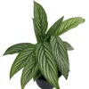 Uncommon Vittata Peacock Plant - Calathea - 4" Pot - Collector's Series