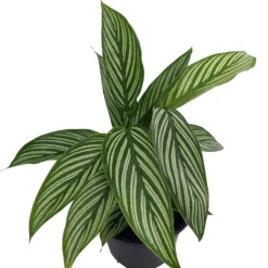 Uncommon Vittata Peacock Plant - Calathea - 4" Pot - Collector's Series