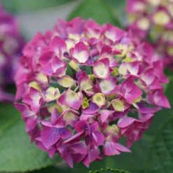 Wee Bit Giddy® Bigleaf Hydrangea - 4" Pot - Proven Winners -Outlet Buds Grow Store wee bit giddy hydrangea macrophylla 3 1080 1080 60 93448.1615344717