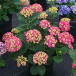 Wee Bit Giddy® Bigleaf Hydrangea - 4" Pot - Proven Winners -Outlet Buds Grow Store wee bit giddy hydrangea macrophylla 6 1080 1080 60 60693.1615344717