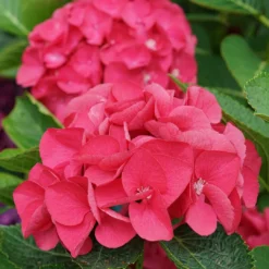 Wee Bit Giddy® Bigleaf Hydrangea - 4" Pot - Proven Winners -Outlet Buds Grow Store wee bit giddy hydrangea macrophylla 8 1080 1080 60 92492.1615344718