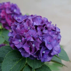 Wee Bit Grumpy® Bigleaf Hydrangea - 4" Pot - Proven Winners -Outlet Buds Grow Store wee bit grumpy hydrangea macrophylla 3 1080 1080 60 06167.1615344719