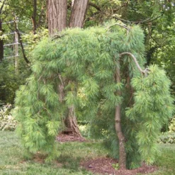 Weeping Eastern White Pine - Pinus Strobus Pendula - 5.5" Pot