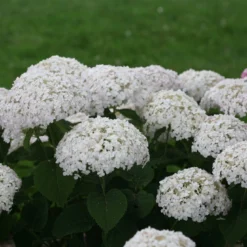 Invincibelle Wee White® Hydrangea - 4" Pot - Proven Winners 7 Invincibelle Wee White® Hydrangea - 4" Pot - Proven Winners -Outlet Buds Grow Store weewhite1 66088.1615344638