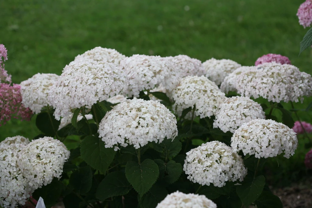 Invincibelle Wee White® Hydrangea - 4" Pot - Proven Winners 4 Invincibelle Wee White® Hydrangea - 4" Pot - Proven Winners - Image 4