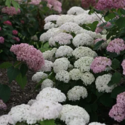 Invincibelle Wee White® Hydrangea - 4" Pot - Proven Winners 6 Invincibelle Wee White® Hydrangea - 4" Pot - Proven Winners -Outlet Buds Grow Store weewhite 03703.1615344638