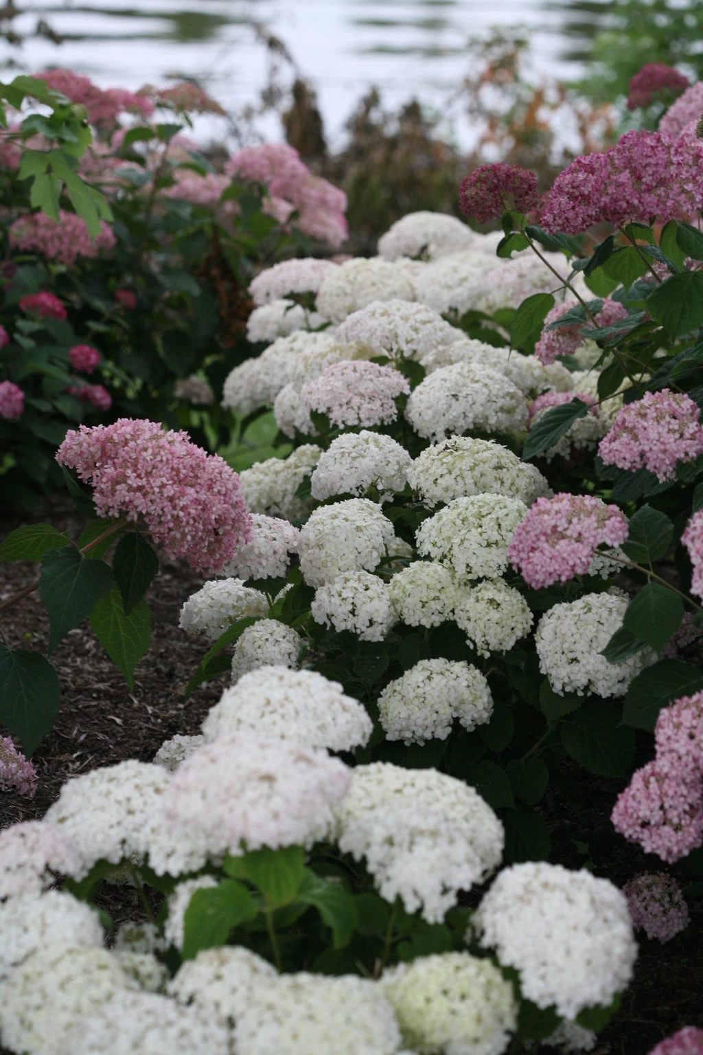 Invincibelle Wee White® Hydrangea - 4" Pot - Proven Winners 3 Invincibelle Wee White® Hydrangea - 4" Pot - Proven Winners - Image 3