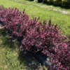 VERY FINE WINE™ Weigela - Perennial Shrub - Pink Blooms - 4" Pot - Proven Winners