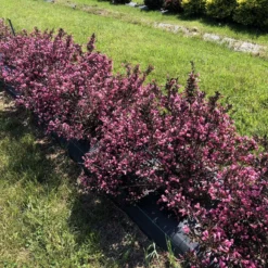 VERY FINE WINE™ Weigela - Perennial Shrub - Pink Blooms - 4" Pot - Proven Winners