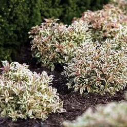 My Monet® Weigela - A Poetic Beauty/Foliage & Flowers - Proven Winners - 4" Pot -Outlet Buds Grow Store weigelamymonet3 47984.1615344463