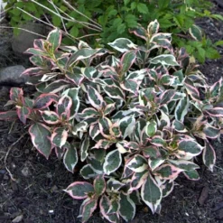 My Monet® Weigela - A Poetic Beauty/Foliage & Flowers - Proven Winners - 4" Pot -Outlet Buds Grow Store weigelamymonet4 22554.1615344463