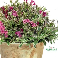 My Monet® Weigela - A Poetic Beauty/Foliage & Flowers - Proven Winners - 4" Pot