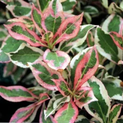 My Monet® Weigela - A Poetic Beauty/Foliage & Flowers - Proven Winners - 4" Pot -Outlet Buds Grow Store weigelamymonet 60617.1615344463