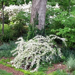 Pearl Sonic Bloom® Weigela - Everblooming - Proven Winners - 4" Pot -Outlet Buds Grow Store weigelasonicbloompearl2 97848.1615344521