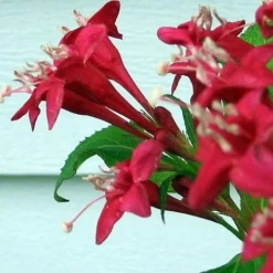 Red Sonic Bloom® Weigela - Lipstick Red, Everblooming - Proven Winners - 4" Pot -Outlet Buds Grow Store weigeliasonicred3 25812.1615344518