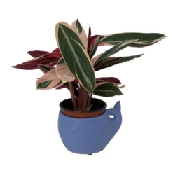 Blue Whale Ceramic Animal Pot - 6" X 4" - NEW -Outlet Buds Grow Store whalepotplant 26630.1645122694