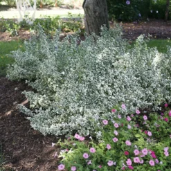 White Album™ Euonymus - Proven Winners - Great Evergreen Groundcover - 4" Pot