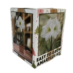 Amaryllis Kit: White Christmas + Plastic Pot/Soil/Bulb - Large Bulb 26/28cm