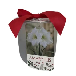 White Christmas Silver Ceramic Pot Amaryllis Kit - Bulb/Pot/Planting Medium