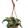 White Vein Plant - Fittonia/Nerve Plant - 4" Mini Hanging Basket