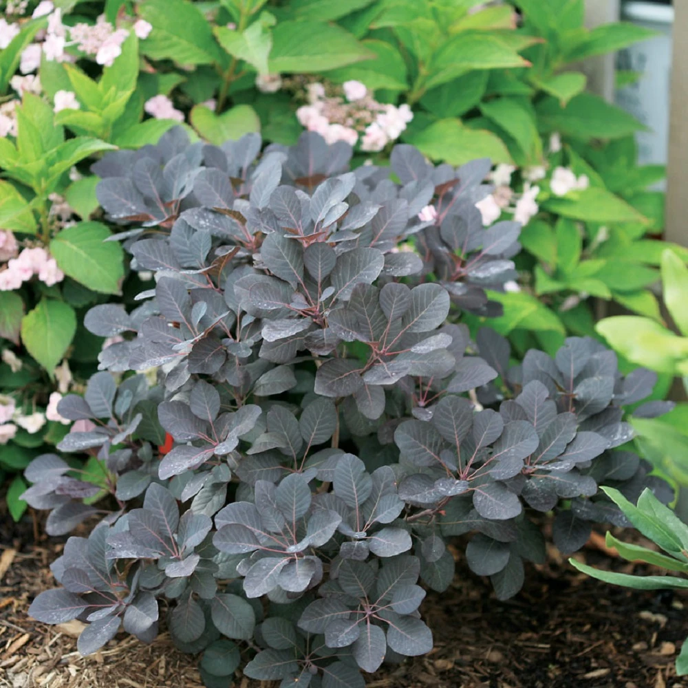 Winecraft Black Smokebush - 4" Pot - Cotinus - Proven Winners 1 Winecraft Black Smokebush - 4" Pot - Cotinus - Proven Winners