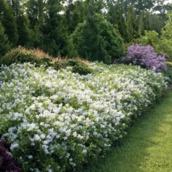 Yuki Snowflake⢠- Deutzia - 4" Pot - Proven Winners