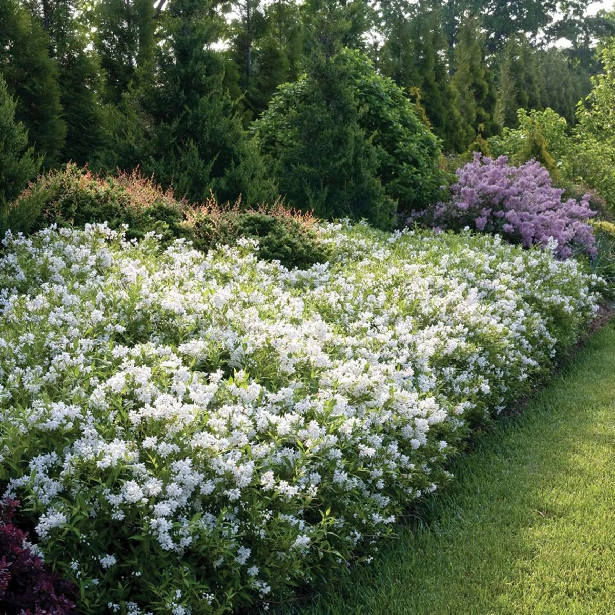 Yuki Snowflake™ - Deutzia - 4" Pot - Proven Winners 1 Yuki Snowflake™ - Deutzia - 4" Pot - Proven Winners
