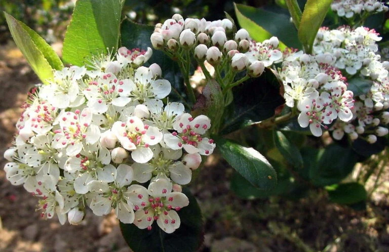 Outlet Buds Grow Store -Outlet Buds Grow Store 10 2